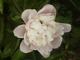 Image showing Peony