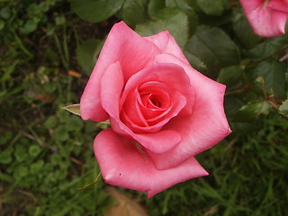 Image showing Rose