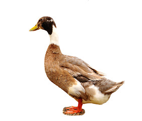 Image showing wild duck