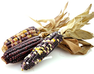 Image showing Colorful Dry Corn