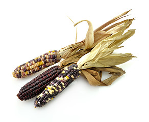 Image showing Colorful Dry Corn