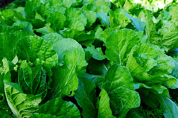 Image showing Cabbage seedling