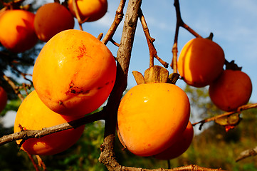 Image showing Persimmon on the branch