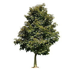 Image showing maple tree