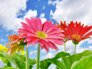 Image showing Daisy flowers