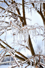 Image showing icecircles on the tree branches