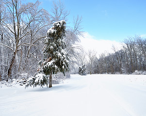 Image showing winter forest