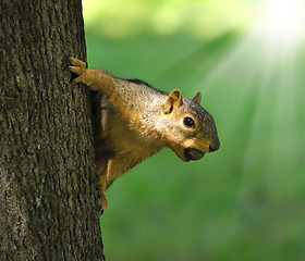 Image showing squirrel