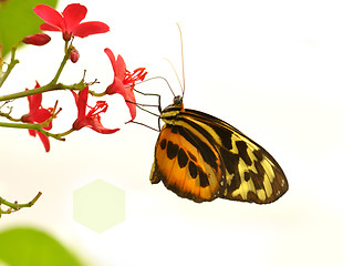 Image showing tropical butterfly