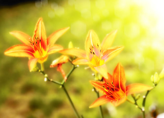 Image showing lily flowers