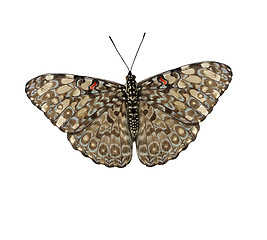 Image showing tropical butterfly