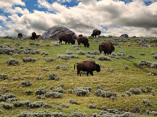 Image showing bisons feeding in the mountain 