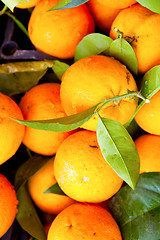 Image showing Fresh oranges