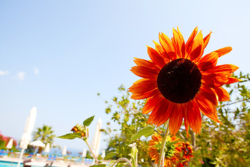 Image showing Sunflower