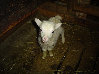 Image showing lamb