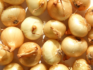 Image showing Onions picture