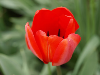 Image showing Tulip picture