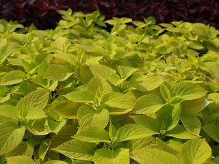 Image showing Coleus Nettle plant