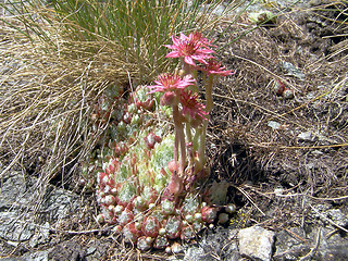 Image showing Sempervivum