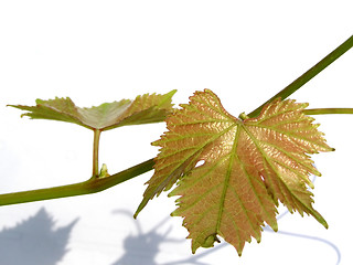 Image showing Vine picture