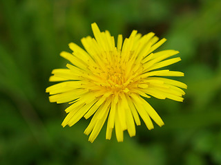 Image showing Dandelion