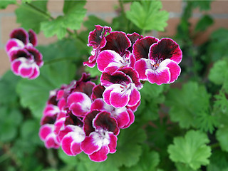 Image showing Geranium