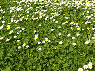 Image showing Daisy meadow