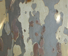 Image showing Bark picture