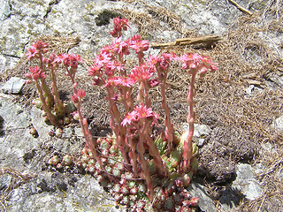 Image showing Sempervivum