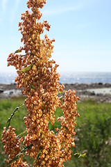 Image showing golden flowers