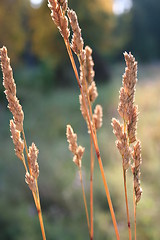 Image showing in the fields