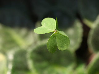 Image showing Shamrock