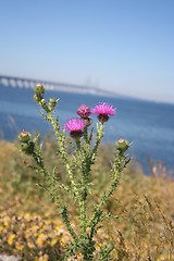 Image showing just a bridge