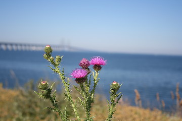 Image showing pink flower