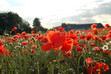 Image showing poppy