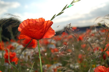 Image showing summer poppy