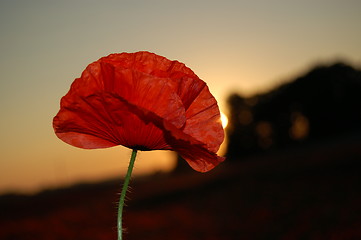 Image showing single night poppy