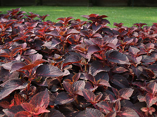 Image showing Coleus Nettle plant