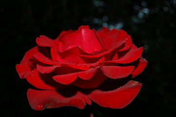 Image showing red rose