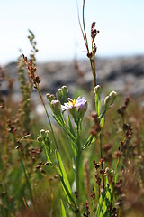 Image showing summer field