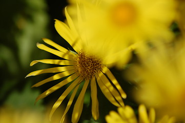 Image showing yellow flowers