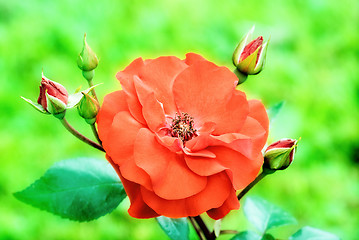 Image showing Wild rose