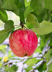 Image showing bright tasty apple