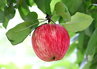 Image showing bright tasty apple