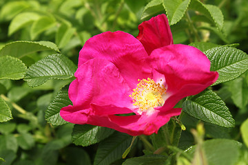 Image showing beautiful dog rose