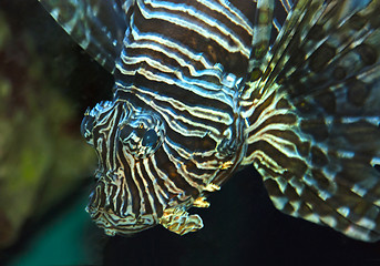 Image showing Lionfish
