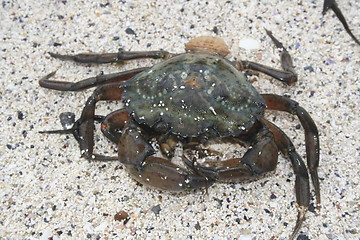 Image showing crab