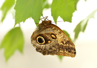 Image showing common blue morpho butterfly