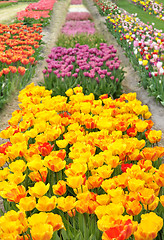 Image showing tulips field