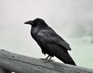 Image showing  black raven